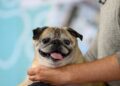 Noodle The Pug, The Viral ‘No Bones Day’ TikTok Dog, Has Passed Away.